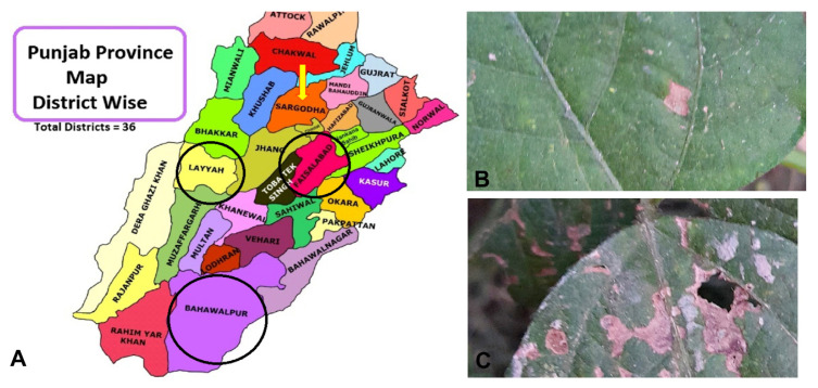 Assessment of Resistance Induction in Mungbean against Alternaria alternata through RNA Interference.