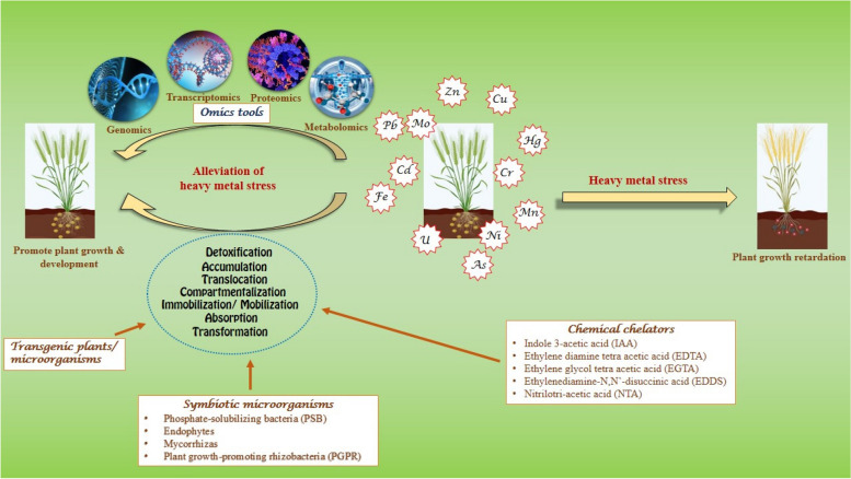 Synergistic interactions of assorted ameliorating agents to enhance the potential of heavy metal phytoremediation.