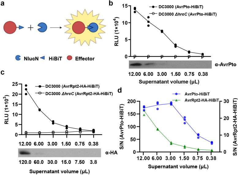 A self-assembling split Nano luciferase-based assay for investigating Pseudomonas syringae effector secretion.