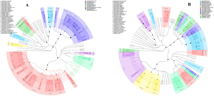 Metagenomic analysis of fecal samples in colorectal cancer Egyptians patients post colectomy: A pilot study.