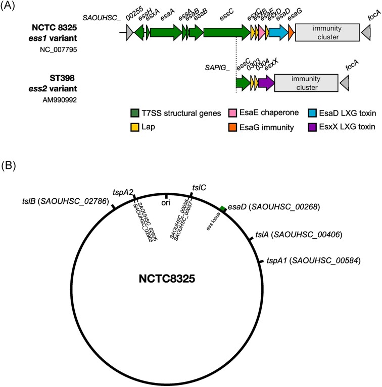 The role of proteinaceous toxins secreted by <i>Staphylococcus aureus</i> in interbacterial competition.