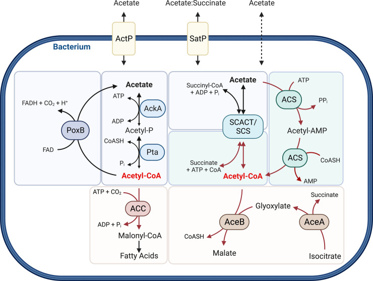 Bacterial acetate metabolism and its influence on human epithelia.