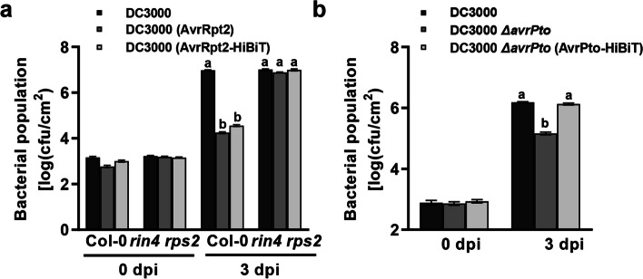 A self-assembling split Nano luciferase-based assay for investigating Pseudomonas syringae effector secretion.