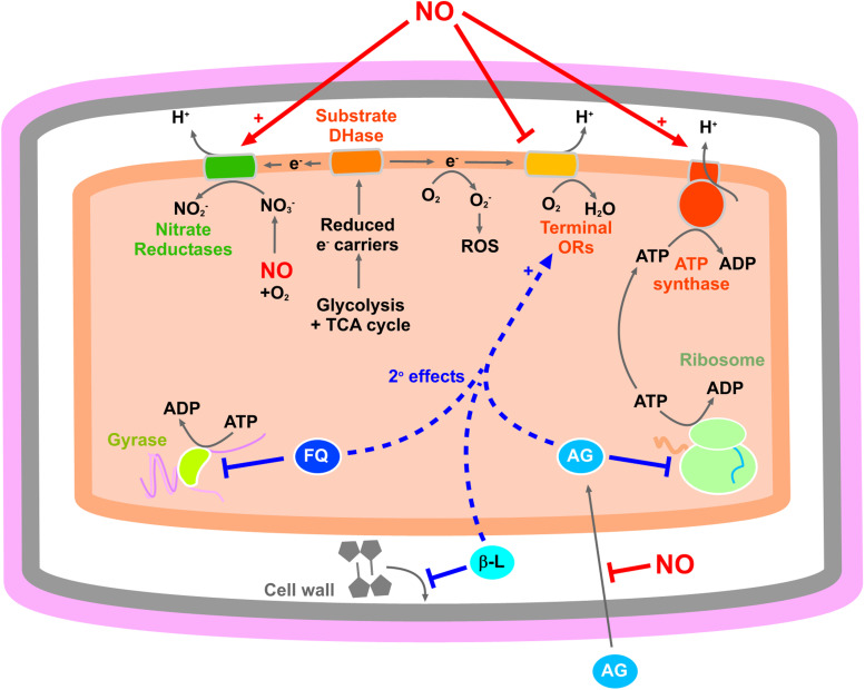 The nitric oxide paradox: antimicrobial and inhibitor of antibiotic efficacy.