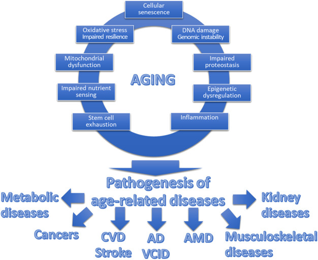 Geroscience and pathology: a new frontier in understanding age-related diseases.