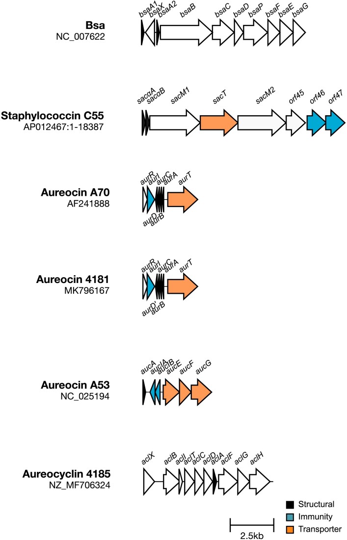 The role of proteinaceous toxins secreted by <i>Staphylococcus aureus</i> in interbacterial competition.