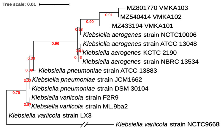Stem Rot of Pearl Millet Prevalence, Symptomatology, Disease Cycle, Disease Rating Scale and Pathogen Characterization in Pearl Millet-Klebsiella Pathosystem.