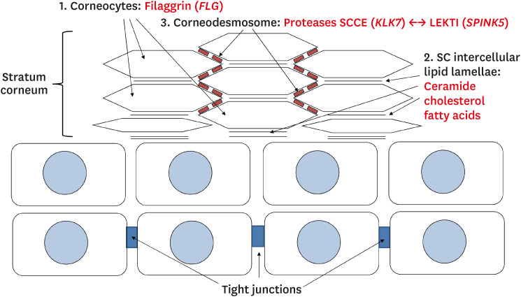 Importance of Stratum Corneum Acidification to Restore Skin Barrier Function in Eczematous Diseases.