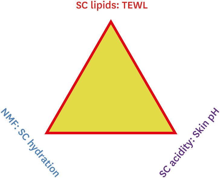 Importance of Stratum Corneum Acidification to Restore Skin Barrier Function in Eczematous Diseases.