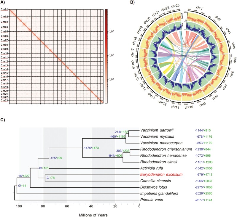 Chromosome-level genome assembly and demographic history of Euryodendron excelsum in monotypic genus endemic to China.