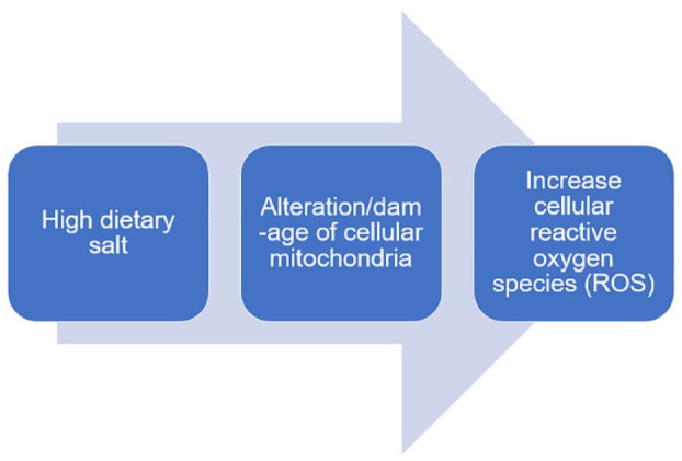 Dietary Salt Can Be Crucial for Food-Induced Vascular Inflammation.