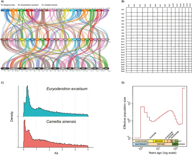 Chromosome-level genome assembly and demographic history of Euryodendron excelsum in monotypic genus endemic to China.