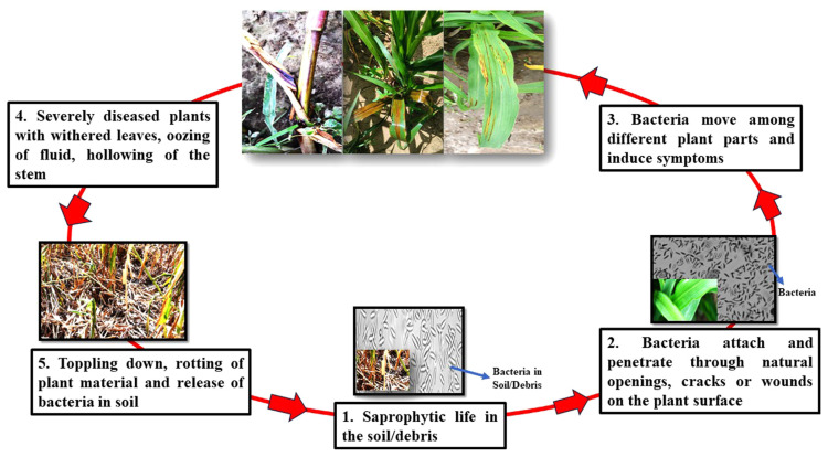 Stem Rot of Pearl Millet Prevalence, Symptomatology, Disease Cycle, Disease Rating Scale and Pathogen Characterization in Pearl Millet-Klebsiella Pathosystem.