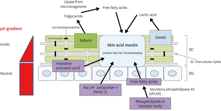 Importance of Stratum Corneum Acidification to Restore Skin Barrier Function in Eczematous Diseases.