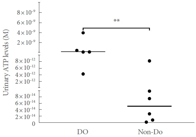 Detrusor Overactivity After Partial Bladder Outlet Obstruction Is Associated With High Urinary Adenosine Triphosphate Levels in Female Wistar Rats.