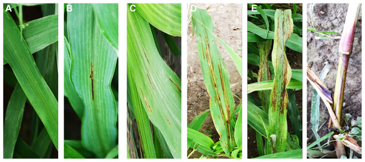 Stem Rot of Pearl Millet Prevalence, Symptomatology, Disease Cycle, Disease Rating Scale and Pathogen Characterization in Pearl Millet-Klebsiella Pathosystem.