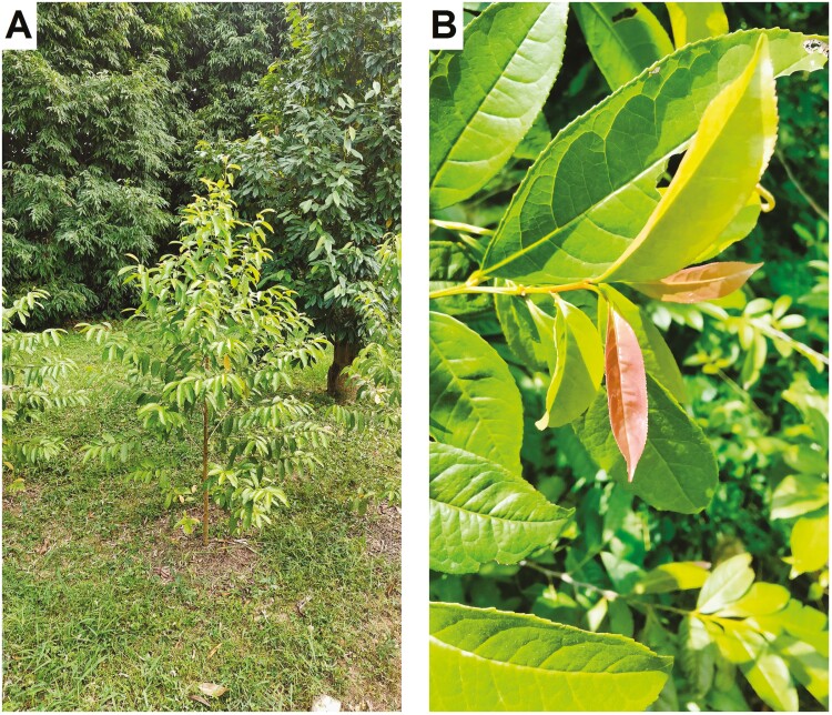 Chromosome-level genome assembly and demographic history of Euryodendron excelsum in monotypic genus endemic to China.