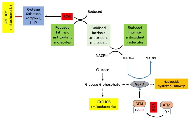 Reactive oxygen species and its role in pathogenesis and resistance to therapy in acute myeloid leukemia.