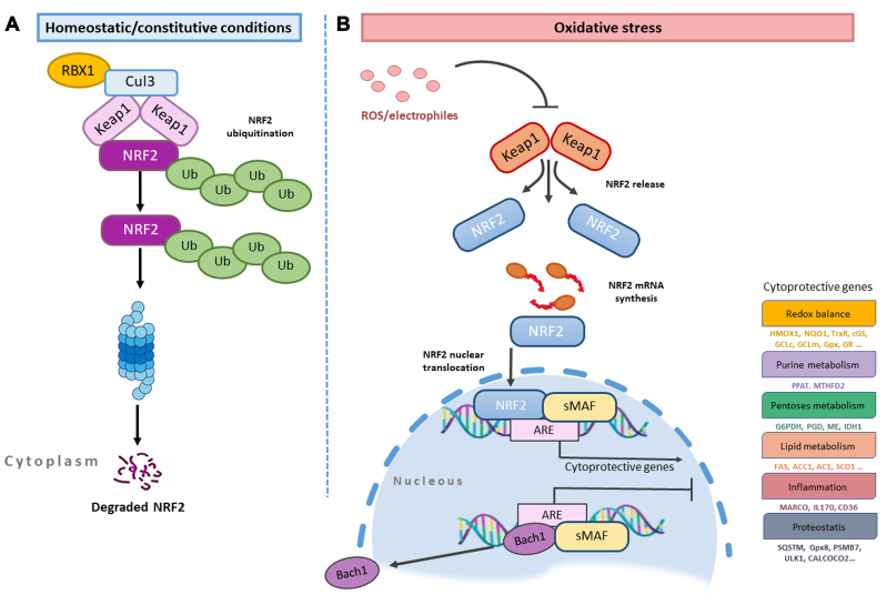 Regulation of Nrf2/Keap1 signaling pathway in cancer drug resistance by galectin-1: cellular and molecular implications.