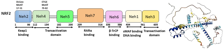 Regulation of Nrf2/Keap1 signaling pathway in cancer drug resistance by galectin-1: cellular and molecular implications.