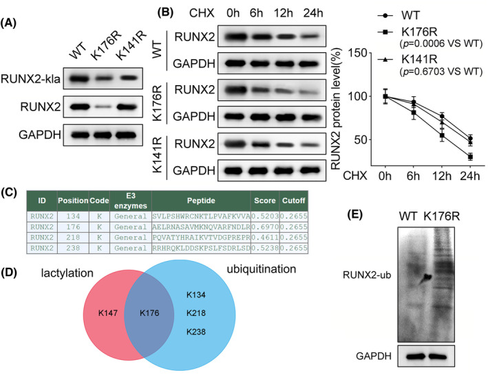 Scopolamine regulates the osteogenic differentiation of human periodontal ligament stem cells through lactylation modification of RUNX2 protein.