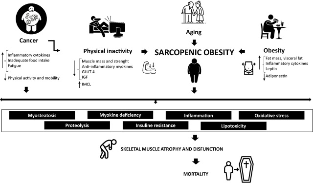 Sarcopenic obesity in cancer.