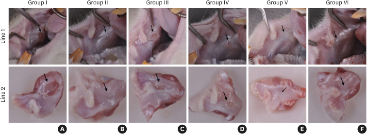Bacterial cellulose matrix and acellular dermal matrix seeded with fibroblasts grown in platelet-rich plasma supplemented medium, compared to free gingival grafts: a randomized animal study.