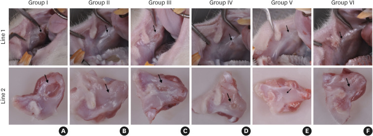 Bacterial cellulose matrix and acellular dermal matrix seeded with fibroblasts grown in platelet-rich plasma supplemented medium, compared to free gingival grafts: a randomized animal study.