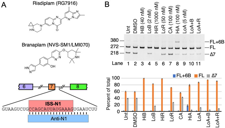 Synergistic Effect of an Antisense Oligonucleotide and Small Molecule on Splicing Correction of the Spinal Muscular Atrophy Gene.