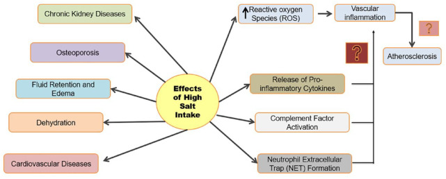 Dietary Salt Can Be Crucial for Food-Induced Vascular Inflammation.