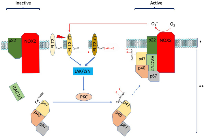 Reactive oxygen species and its role in pathogenesis and resistance to therapy in acute myeloid leukemia.