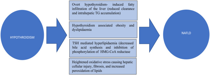 Co-Morbid Hypothyroidism and Liver Dysfunction: A Review.