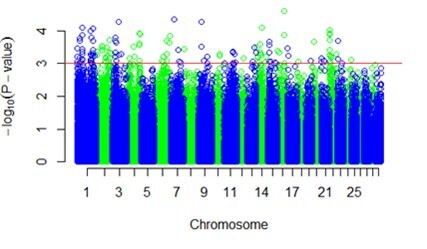Genome-wide association study of Nelore and Angus heifers with low and high ovarian follicle counts.