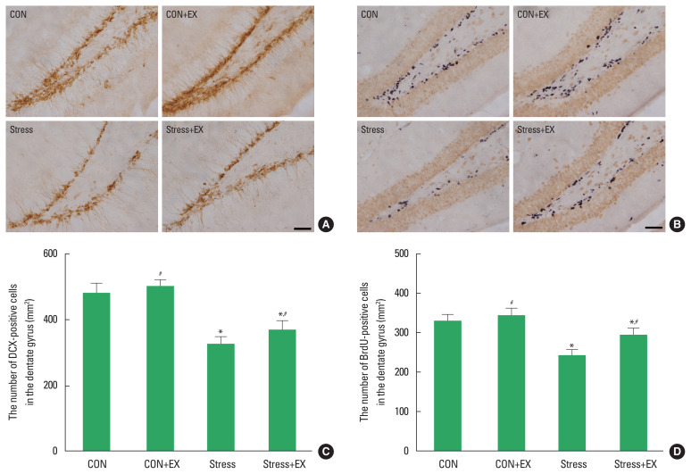 Exercise before pregnancy exerts protective effect on prenatal stress-induced impairment of memory, neurogenesis, and mitochondrial function in offspring.