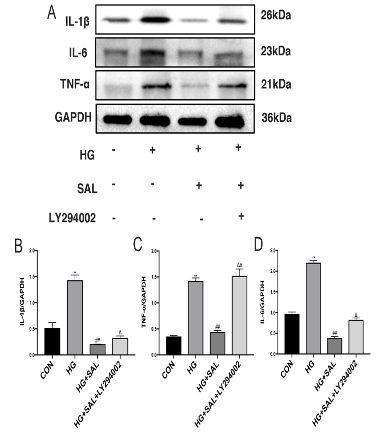 Salidroside ameliorates diabetic retinopathy and Müller cell inflammation via the PI3K/Akt/GSK-3β/NF-𝜅B pathway.