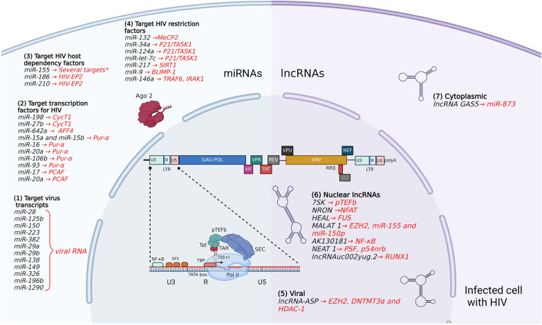 MicroRNAs and long non-coding RNAs during transcriptional regulation and latency of HIV and HTLV.
