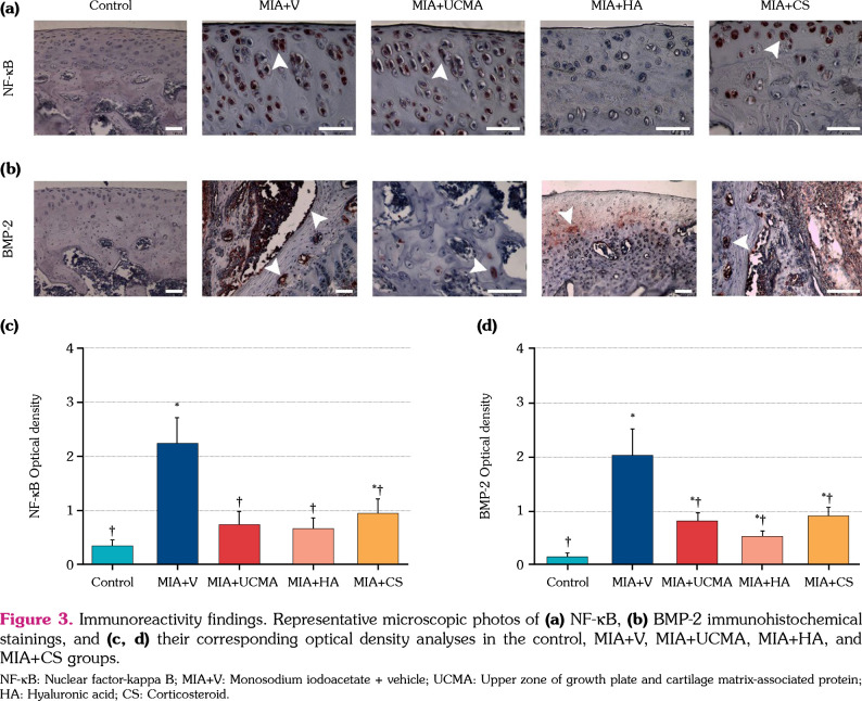 Comparison of the protective effect of the upper zone of the growth plate and unique cartilage matrix-associated protein with hyaluronic acid and corticosteroids on an experimental rat osteoarthritis model.