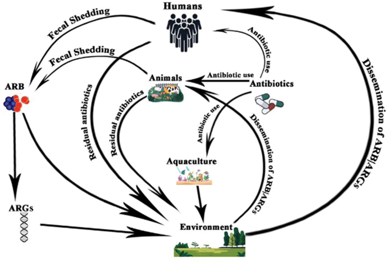 Review of antibiotic-resistant bacteria and antibiotic resistance genes within the one health framework.
