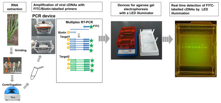 An Inexpensive System for Rapid and Accurate On-site Detection of Garlic-Infected Viruses by Agarose Gel Electrophoresis Followed by Array Assay.