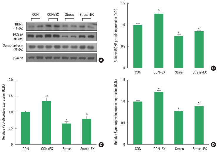 Exercise before pregnancy exerts protective effect on prenatal stress-induced impairment of memory, neurogenesis, and mitochondrial function in offspring.