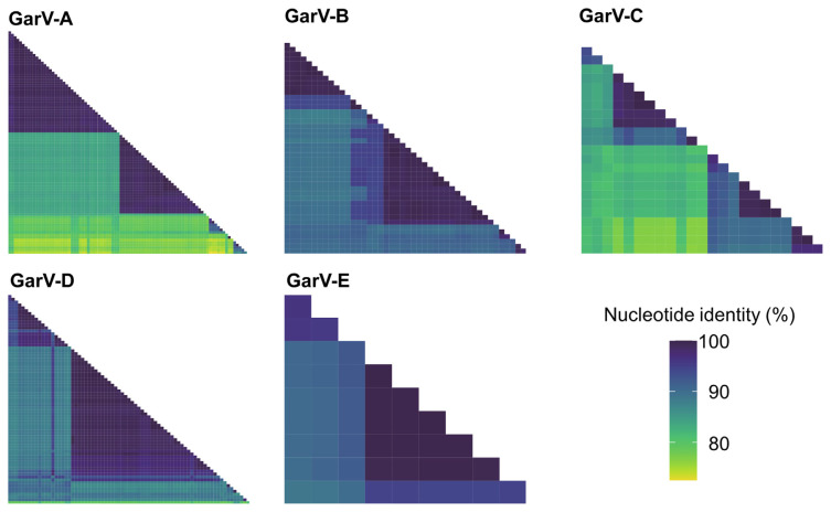 An Inexpensive System for Rapid and Accurate On-site Detection of Garlic-Infected Viruses by Agarose Gel Electrophoresis Followed by Array Assay.