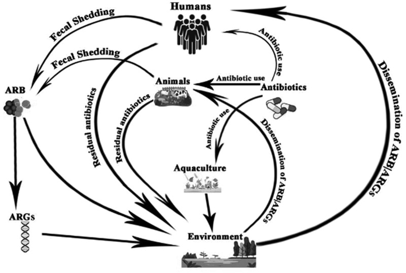 Review of antibiotic-resistant bacteria and antibiotic resistance genes within the one health framework.