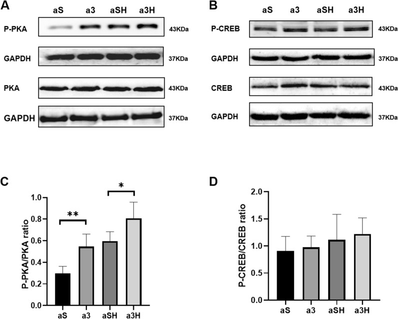 The role of GPR81-cAMP-PKA pathway in endurance training-induced intramuscular triglyceride accumulation and mitochondrial content changes in rats.