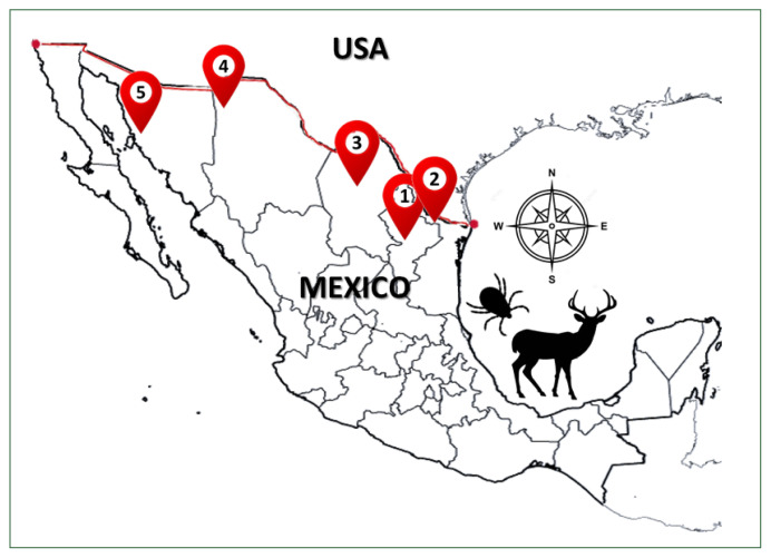 Diversity of midgut microbiota in ticks collected from white-tailed deer (Odocoileus virginianus) from northern Mexico.