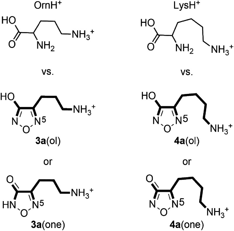 Intramolecular interactions and the neutral loss of ammonia from collisionally activated, protonated ω-aminoalkyl-3-hydroxyfurazans.