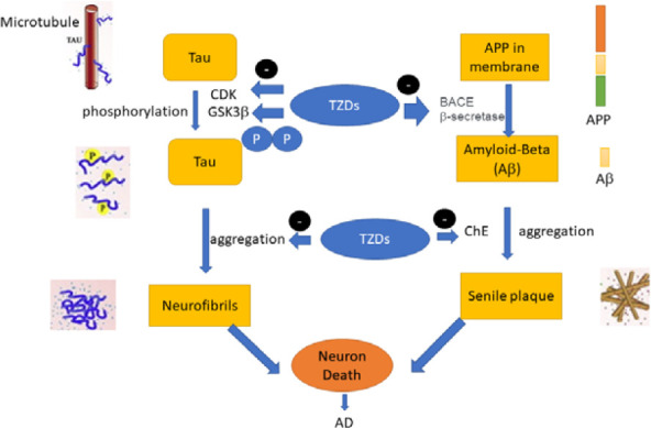 The therapeutic value of thiazole and thiazolidine derivatives in Alzheimer's disease: a systematic literature review.