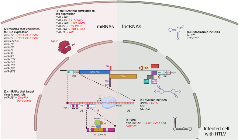 MicroRNAs and long non-coding RNAs during transcriptional regulation and latency of HIV and HTLV.
