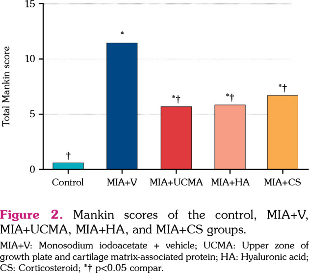 Comparison of the protective effect of the upper zone of the growth plate and unique cartilage matrix-associated protein with hyaluronic acid and corticosteroids on an experimental rat osteoarthritis model.