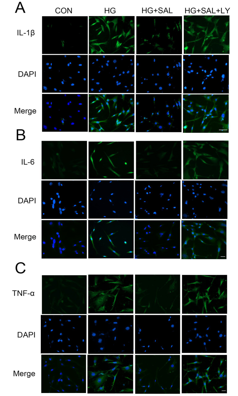 Salidroside ameliorates diabetic retinopathy and Müller cell inflammation via the PI3K/Akt/GSK-3β/NF-𝜅B pathway.