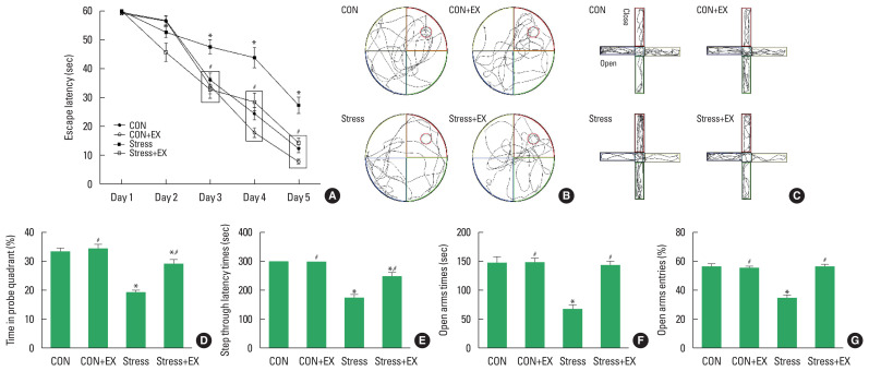 Exercise before pregnancy exerts protective effect on prenatal stress-induced impairment of memory, neurogenesis, and mitochondrial function in offspring.
